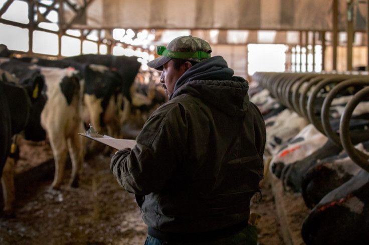 Wisconsin Dairy Farmers Fear Impact of Trump's Deportation Plans