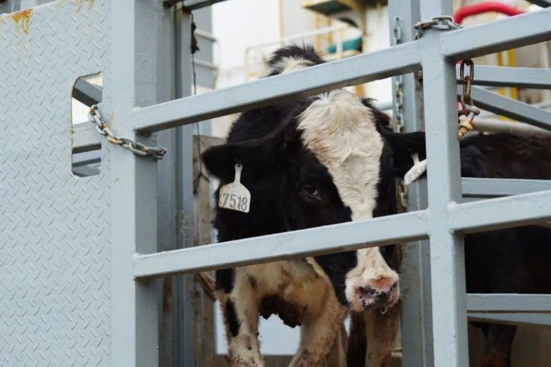 Endonezya'nın Süt Ürünleri Sektörü, Kendi Kendine Yeterlilik Hedefleri Karşısında Açıkla Karşı Karşıya