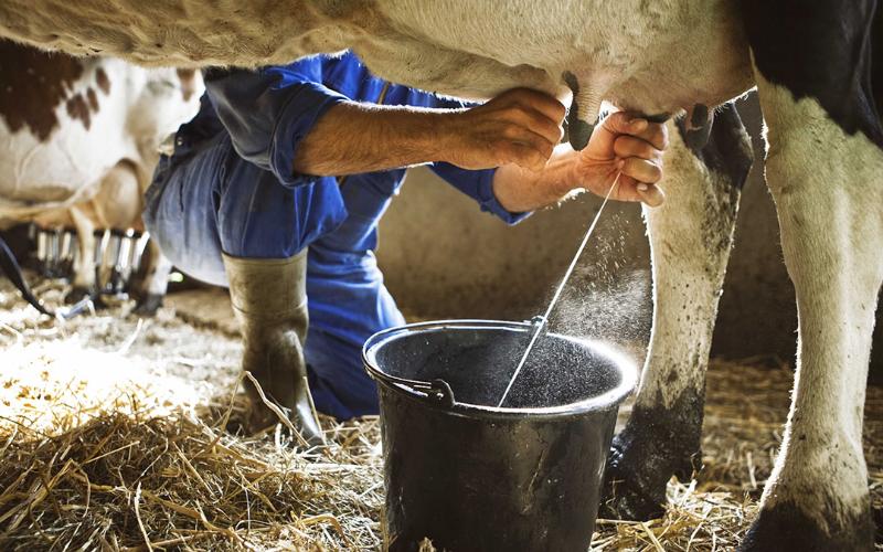 Rising Dairy Production in South America Fosters Optimism in 2025
