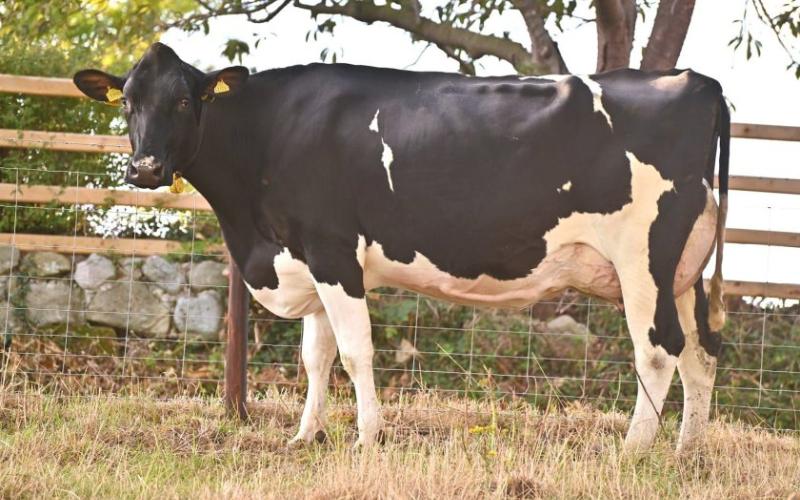 Shakeshaft Family to Auction Off Esteemed Dairy Herd at Shrewsbury
