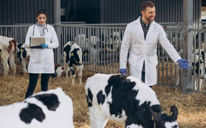 Ireland's National Dairy Beef Weighing Scheme Faces Budget Constraints