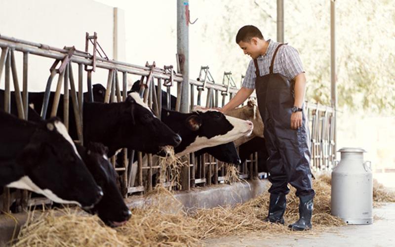 Кризис рабочей силы: почему молочная отрасль США не может найти работников
