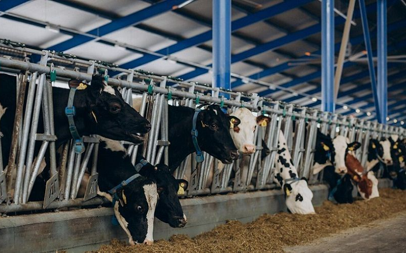 Bovine Tuberculosis Threatens Dairy and Meat Export from Aguascalientes