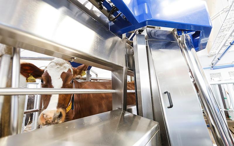 Efficiency Boost in U.S. Dairy Farm Through Rotary Milking Technology