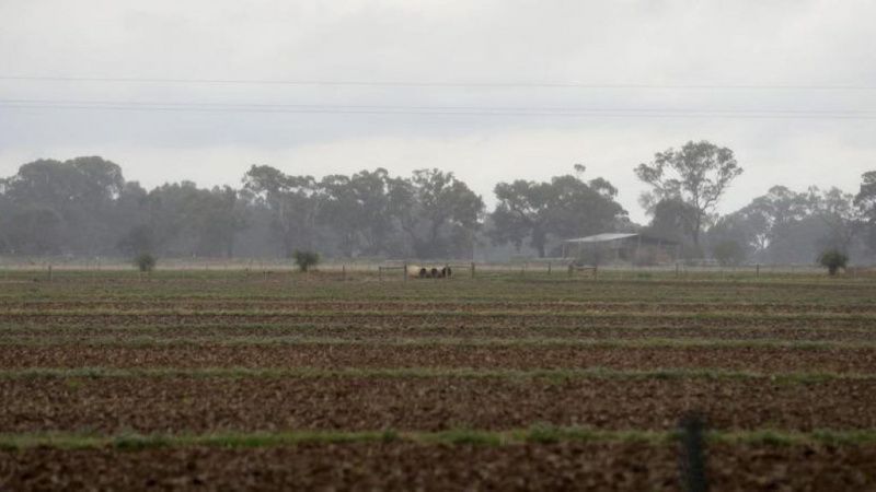 Agriculture Victoria, Süt Çiftlikleri İçin Dayanıklılık Stratejileri Sunuyor