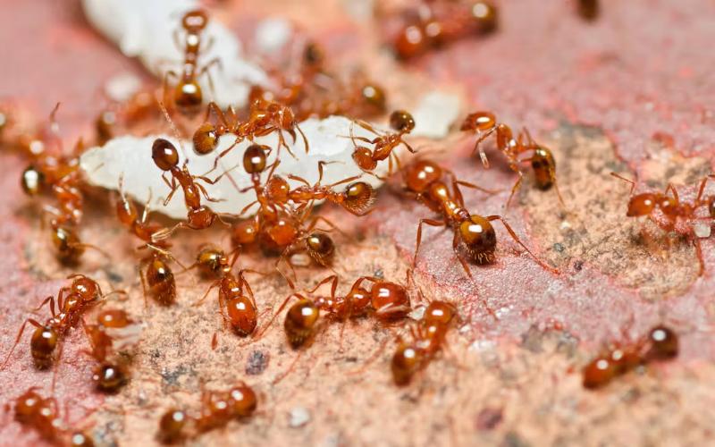 Fire Ant Invasion Threatens Australian Dairy Farms