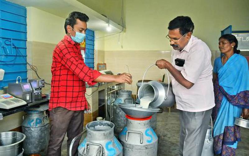 Geciken Ödemeler ve Fiyat İndirimleri Tamil Nadu'nun Süt Sektörünü Zorluyor