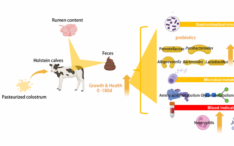 Impact of Pasteurization on Dairy Calves' Gut Microbiota and Health