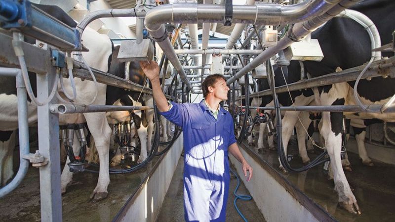 Uruguay's Dairy Workers Federation Decides Against Actions Amidst Coleme Situation