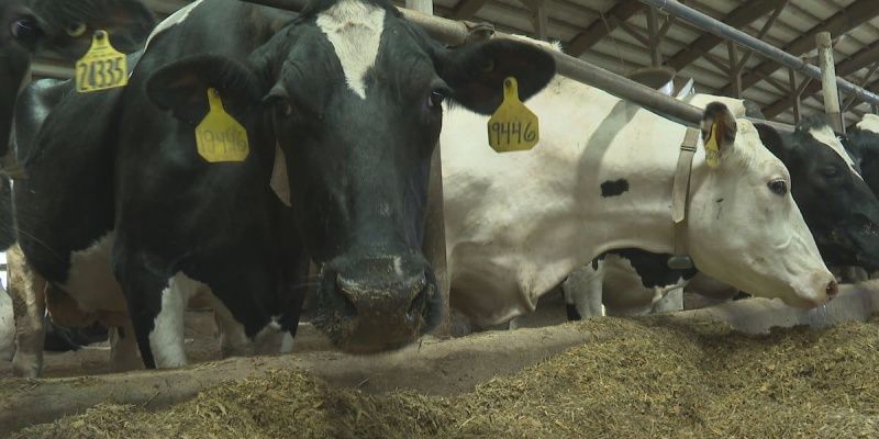 Wisconsin Dairy Farmers Face Low Milk Prices and High Costs