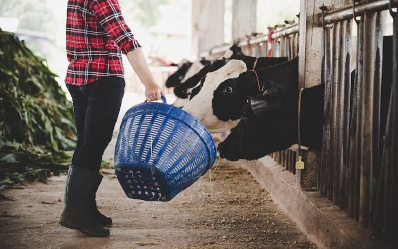 Feed Prices for Cattle in Russia Decreased by 2.2% in June, but Remain 18.9% Higher than Last Year