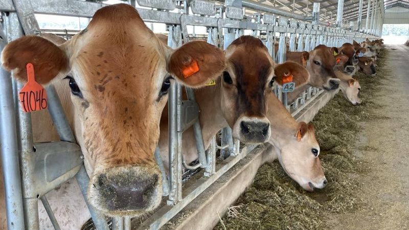 Oregon's Forest Glen Jerseys Leads Dairy Innovation with High-Protein Milk