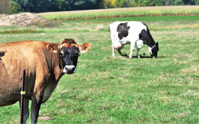 Yeni Rapor, Süt Ürünleri Büyümesi İçin 5 Maddelik Planı Ortaya Koyuyor