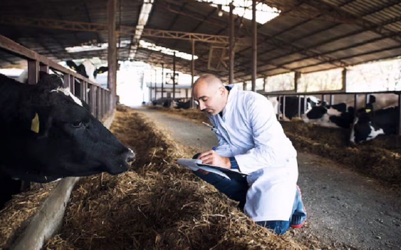 В Бурятии введен режим повышенной готовности из-за вспышки пастереллеза