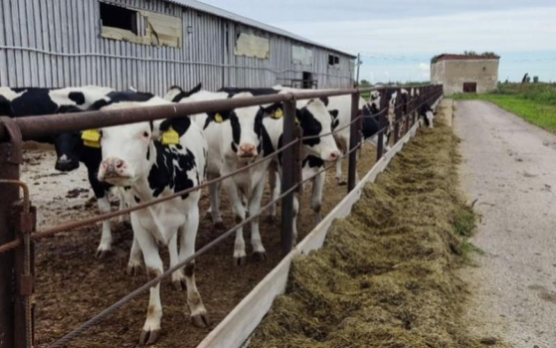 Irish Dairy Sector Faces Threat from Decline in Herd Replacements