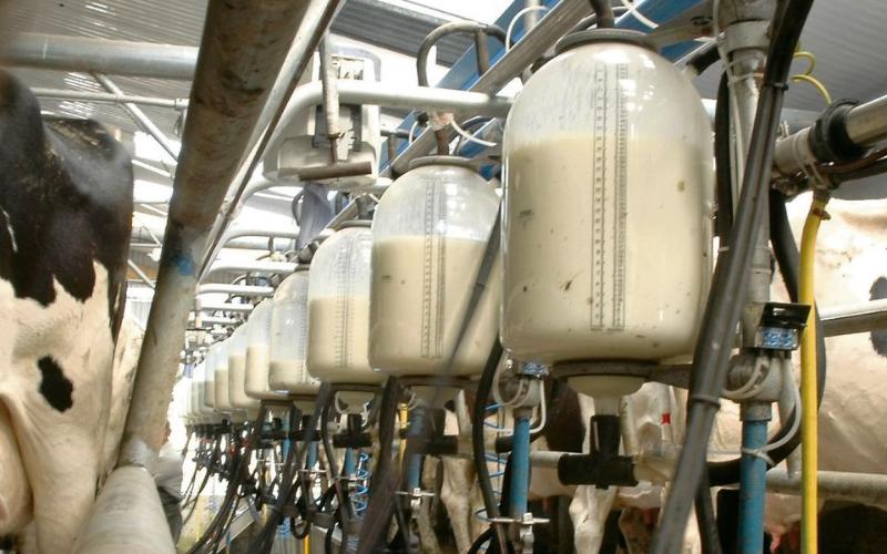 Northern Ireland Dairy Farmers Focus on Improving Milk Components