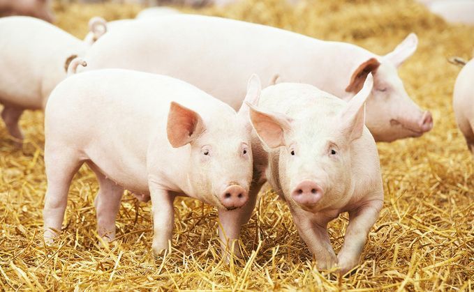 CPTPP 新条款提升英国猪肉和乳制品对墨西哥的出口