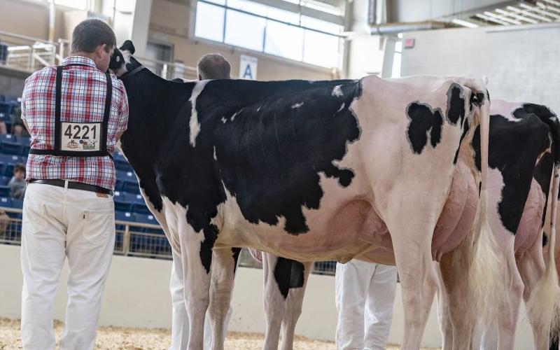 Ack-Lee Holsteins: Ohio Fair Stars & Global Dairy Elite!