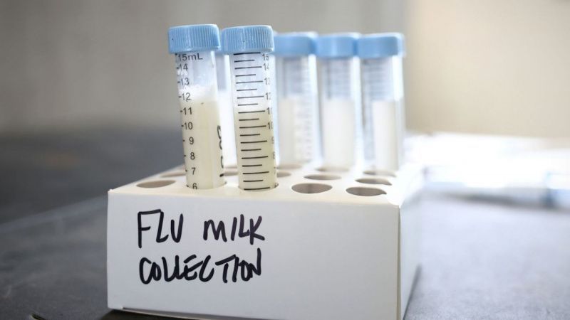 Avian Flu’s New Frontier: A Second Strain Reaches U.S. Dairy Herds