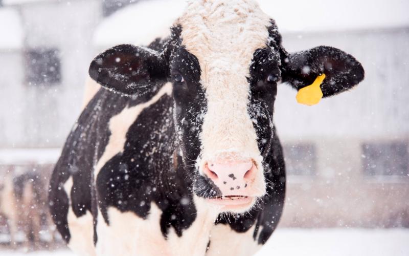 Cold Stress in Cattle: A Risk for Production in Chile