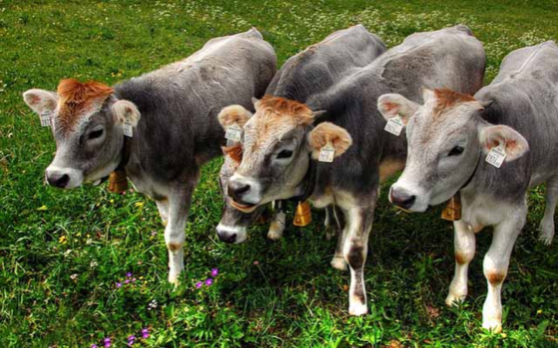 Bord Bia's Compliance Check on Dairy Herds