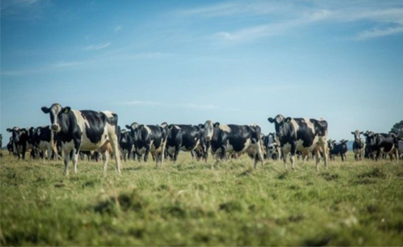 Turkey Becomes Main Outlet for Uruguayan Dairy Heifers