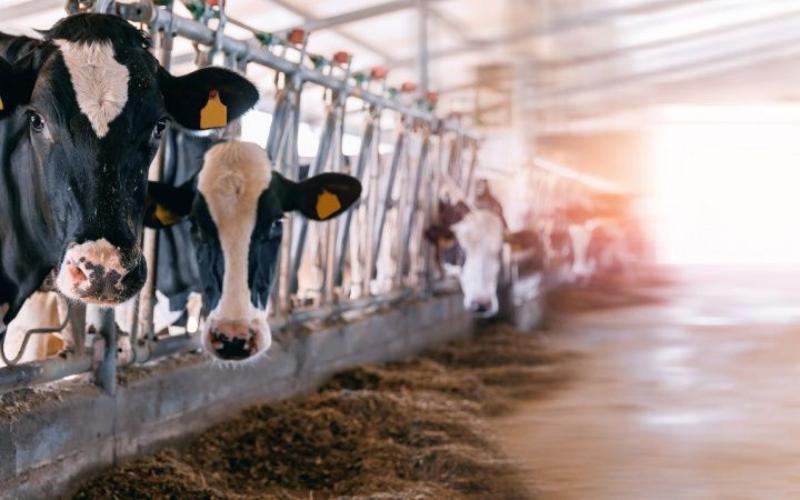 Ahold Delhaize USA Partners to Reduce Dairy Methane Emissions