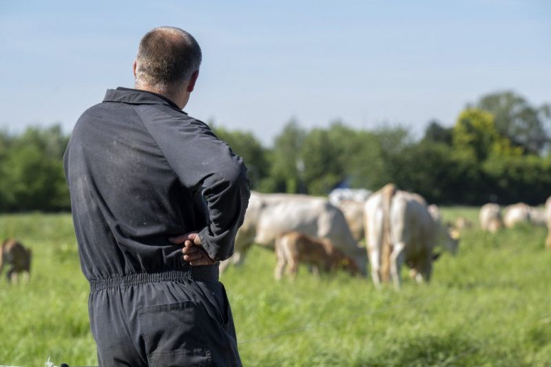 İrlanda Süt Sürüleri Artarken İngiliz Sayıları Rekor Düşüşte