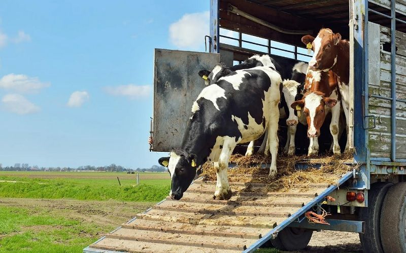С 14 мая Казахстан разрешил транзит российской животноводческой продукции через отдельные пункты пропуска