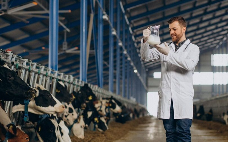 Punta de Peru'nun Verimlilik ve Üreme Göstergelerini Artırma Yöntemleri