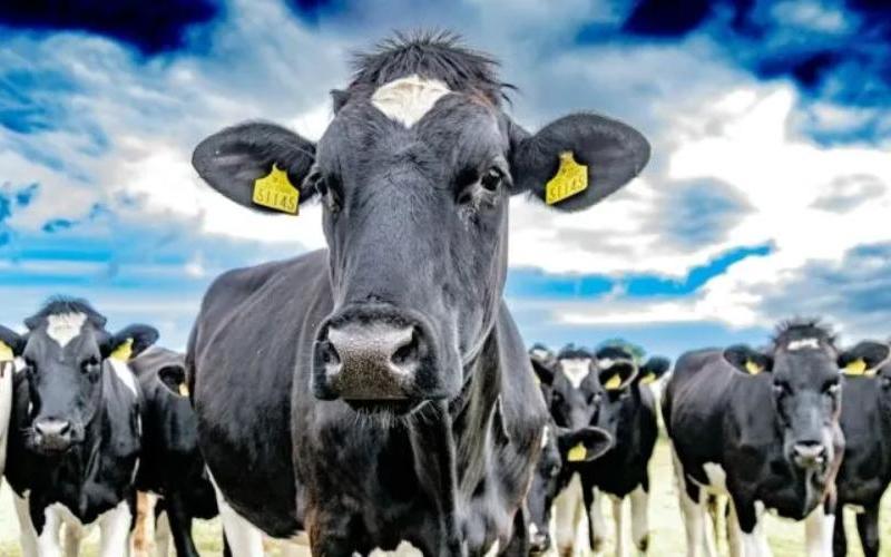 WFU Statement on Labor Dispute at W&W Dairy Planta