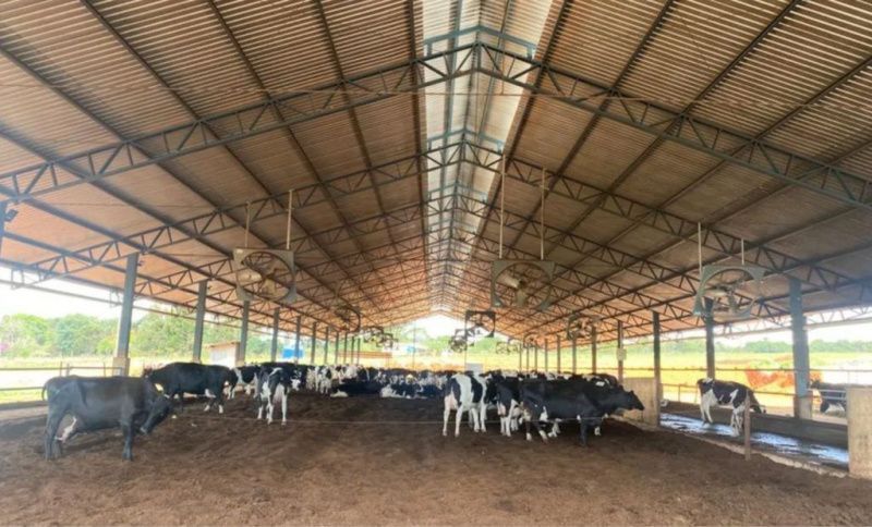 A Minas Gerais Farmer Doubled Milk Output with a Compost Barn