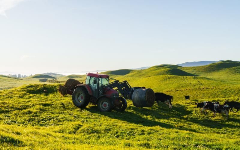 Kaikōura Dairy Farmer Fined $35,000 for NAIT Compliance Failures