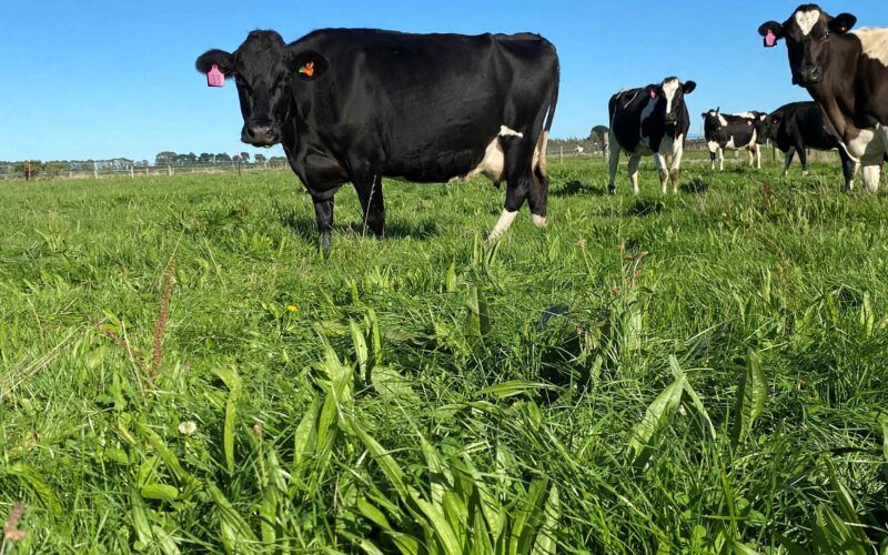 Plantain Reduces Nitrate Leaching by 33% in New Zealand Dairy Farms