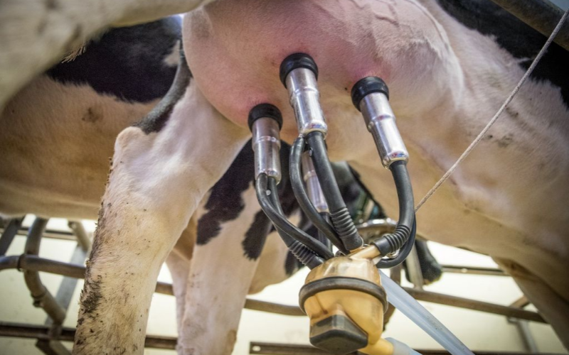 Milk Production in Zacatecas Faces Limitations Amidst Market Challenges