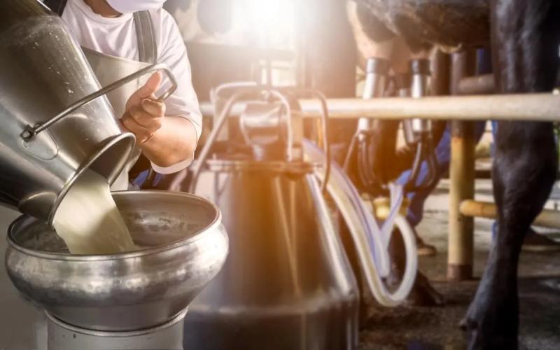 Jaipur Süt Ürünleri, Diwali Öncesinde Süt Alım Fiyatlarını Artırıyor