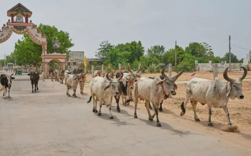 India's Dairy Sector Faces Challenges and Opportunities in Value Addition