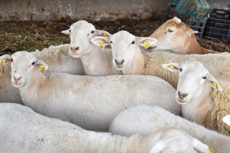 Aguascalientes produces 1,039 litres of goat milk daily