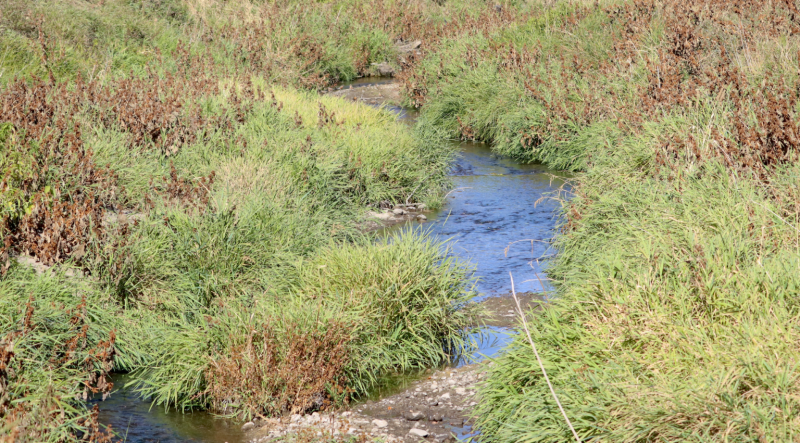 Roorda Dairy Faces $38,000 Penalty Over Manure Spill in Iowa