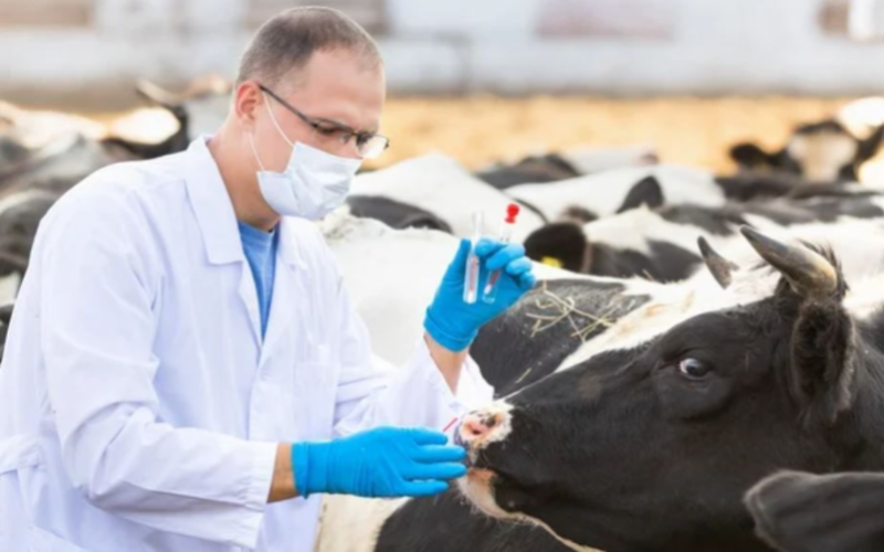 Alert in Morelos: Avoid Raw Milk Due to Brucellosis Outbreaks