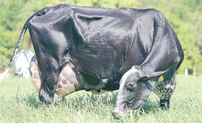 Higher Imports and Input Costs Pressure Minas Gerais Dairy Farmers