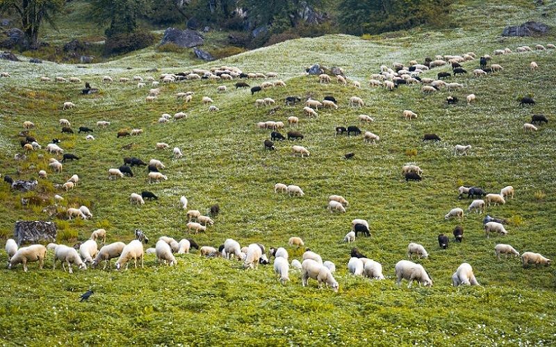 Fernglen Çiftliği'nin Koyun Sütçülüğüne Genişlemesi