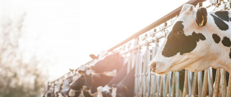 Mexico Ranks Second in Latin American Milk Production with Precision Farming