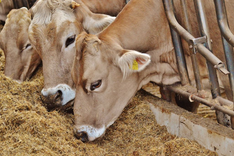 USDA Confirms Cow-to-Cow Transmission as Contributing Factor in Bird Flu Spread