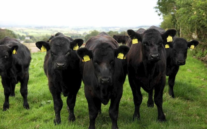 Spotlight on Dairy Diversity at Derrinsallow Herd Focus Farm Walk