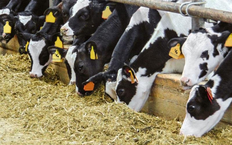 Meru Dairy Union Emerges as Kenya's Leading Dairy Processor