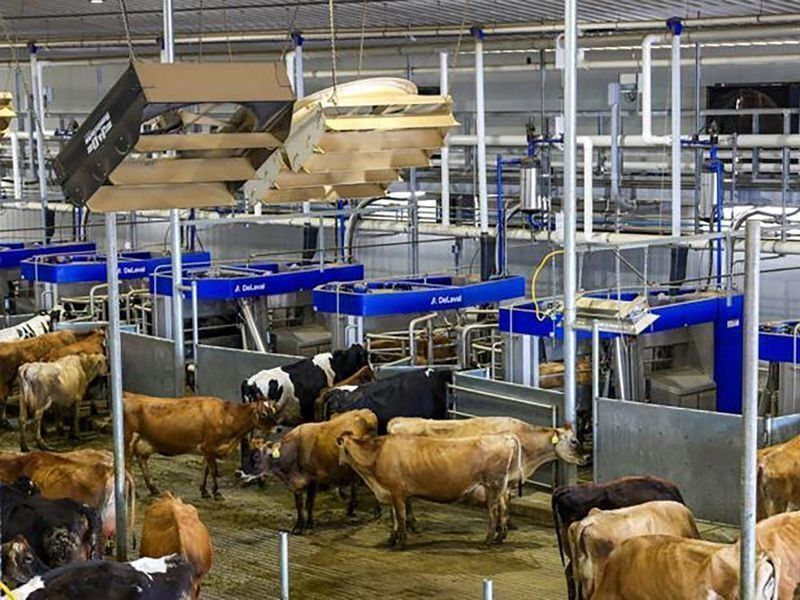 World Dairy Expo представит инновации через виртуальные туры по фермам