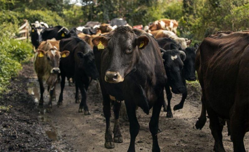 El Niño Triggers Shift in Livestock Feeding Strategies
