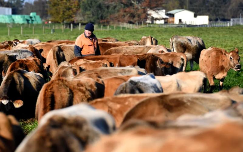 Nueva Zelanda supera a Australia en producción láctea en medio de políticas cambiantes