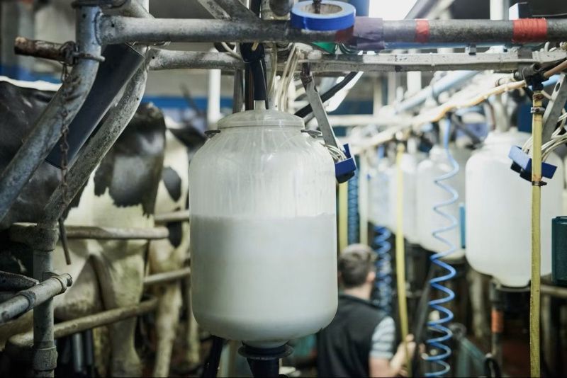 Global Milk Production Increases Amid Strong European and American Output